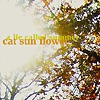 Cat Sun Flower - A Lie Called Summer