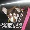 Chikan - Cops And Crooks In Your Head